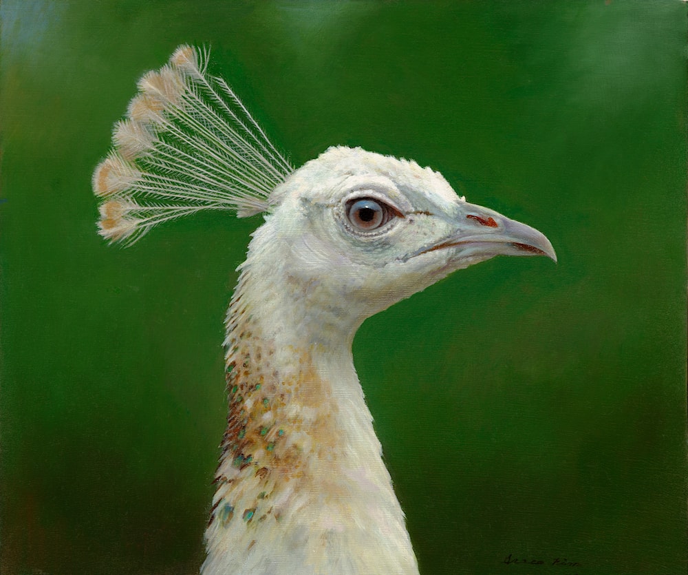 Indian Peahen